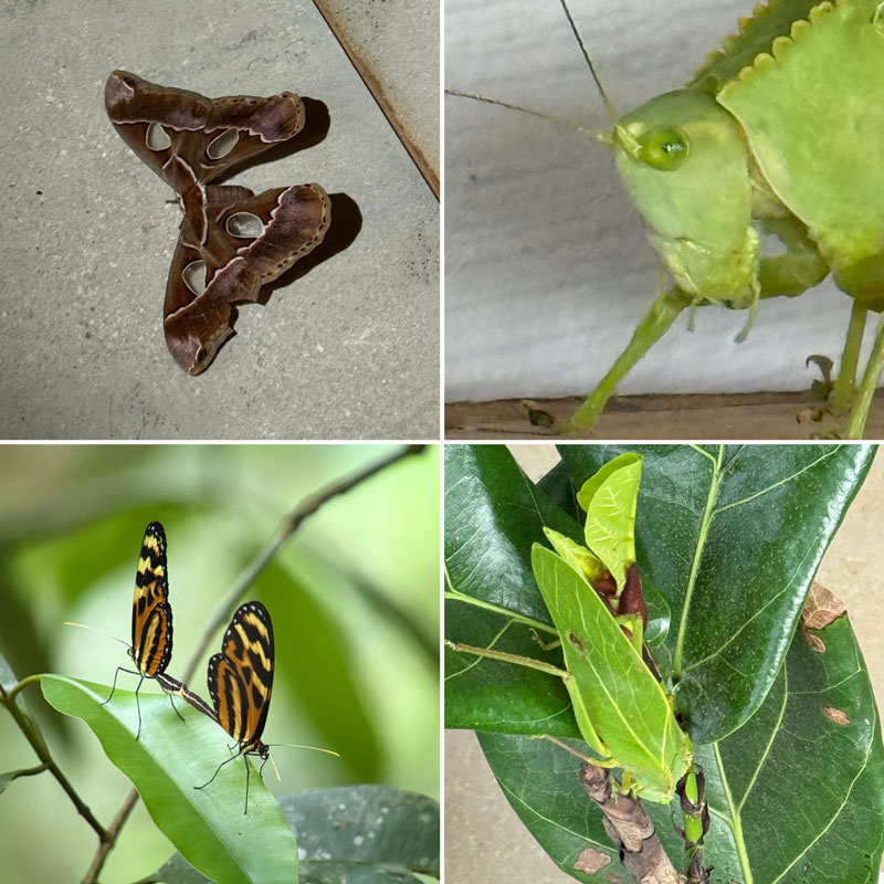 Grid collage of a large butterfly, two smaller butterflies, close-up of a katydid face, and a katydid camouflaged on a leaf.
