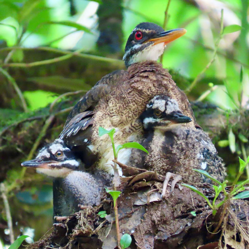 An adult Sunbittern and two chicks sitting in a nest.