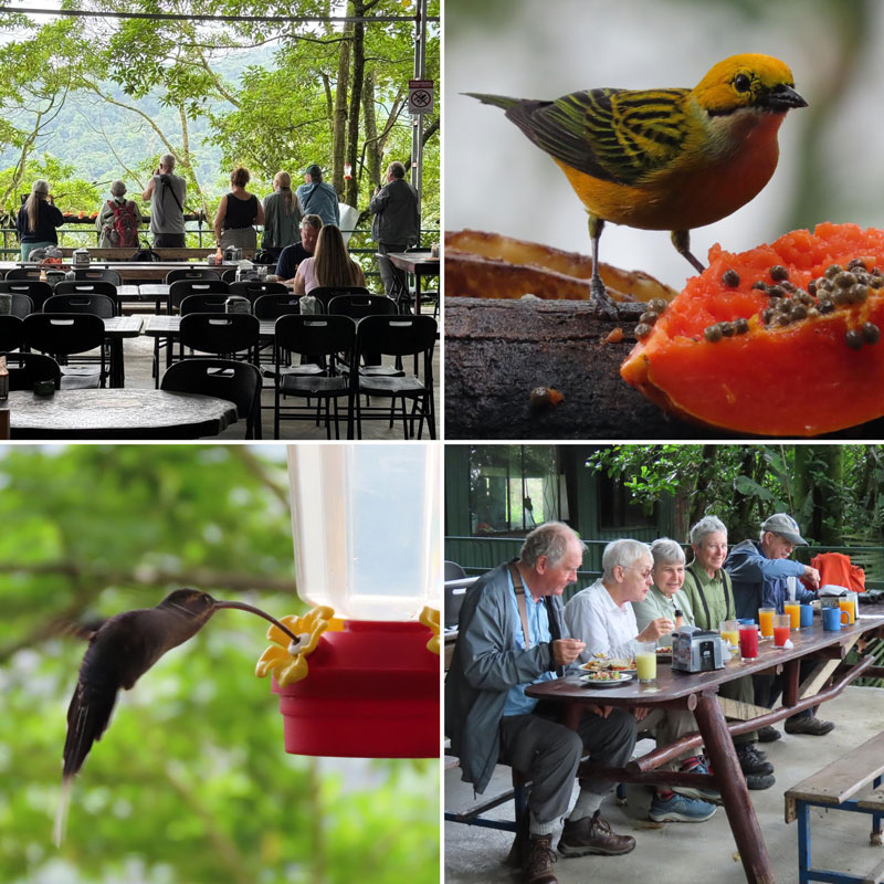 Grid collage of people standing in a dining room overlooking a forested valley, close-up of a Silver-throated Tanager, a hummingbird in flight at a feeder, and a group of birders eating at a picnic table.
