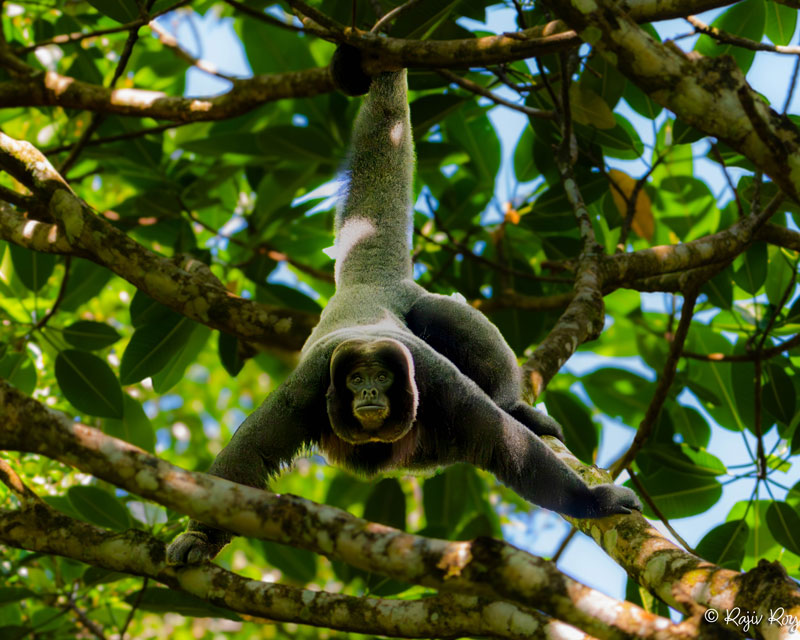 A woolly monkey balances in the branches of a tree, its limbs outstretched and tail wrapped around a branch overhead
