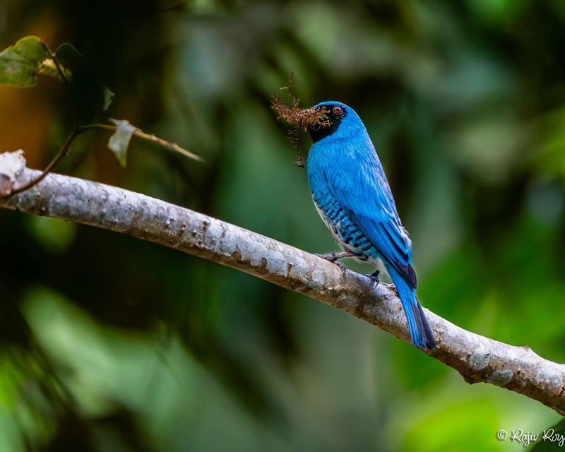 A Swallow Tanager perches on a branch, holding a cluster of vegetation in its beak