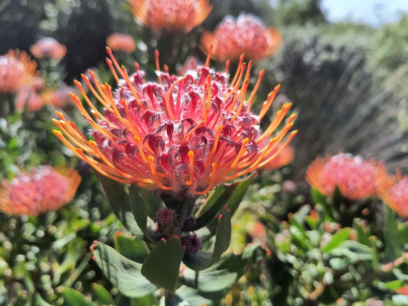 Close-up of a king protea flower in bloom