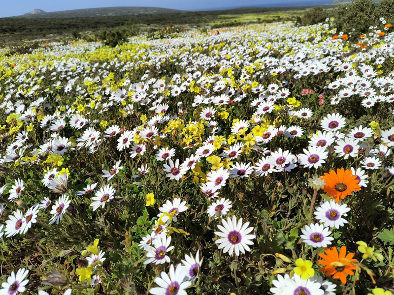 Landscape covered in wildflowers