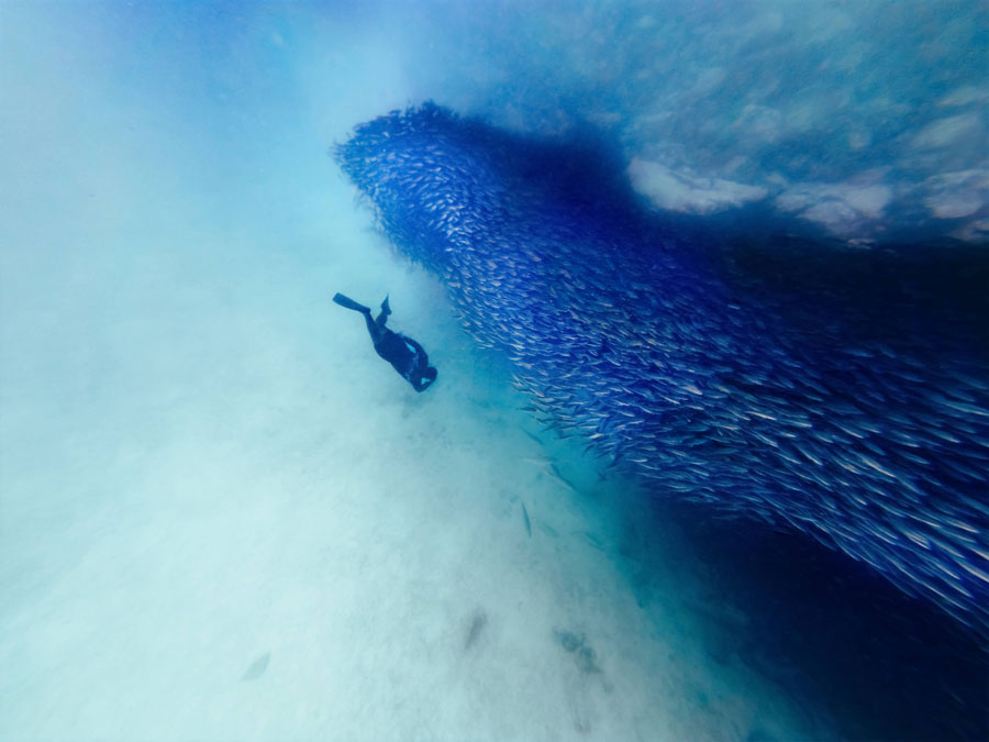 A snorkeler swims near a large school of fish underwater