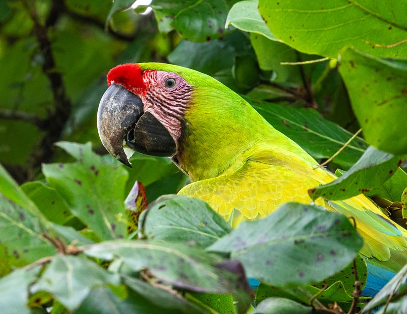 Great Green Macaw surrounded by tree leaves