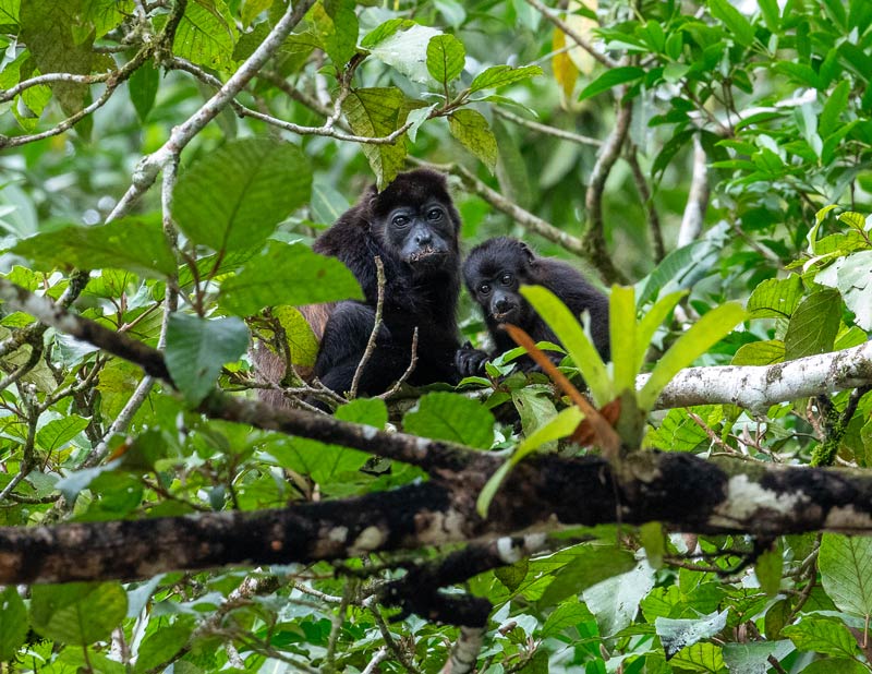 An adult and juvenile howler monkey sitting on a tree branch