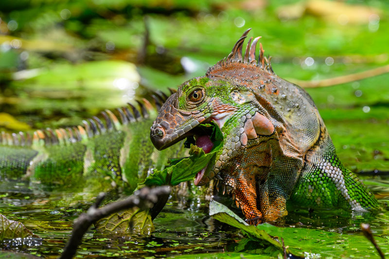 A large iguana partially submerged in water opens its mouth to bite a piece of vegetation