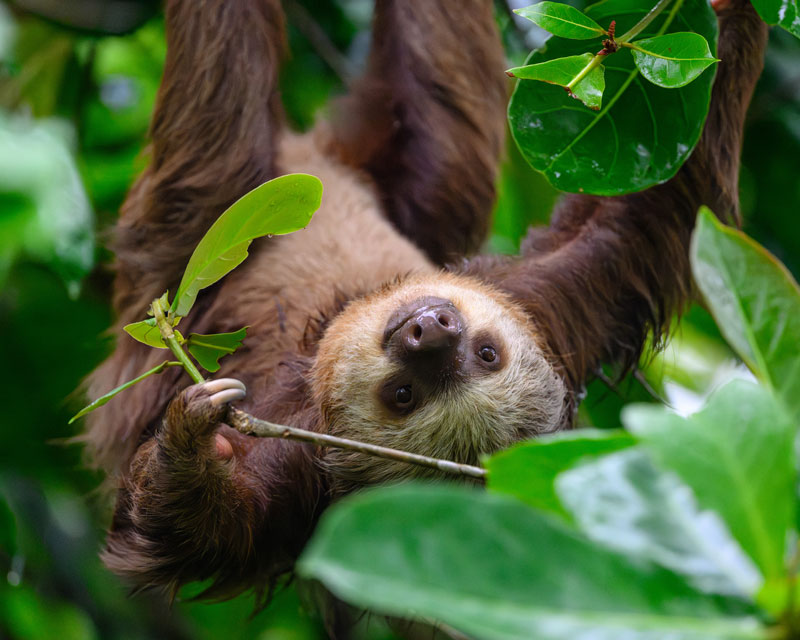 A toe-toed sloth hangs from a branch offscreen, facing the camera upside-down