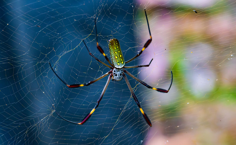 Close-up of a golden orbweaver spider on a web