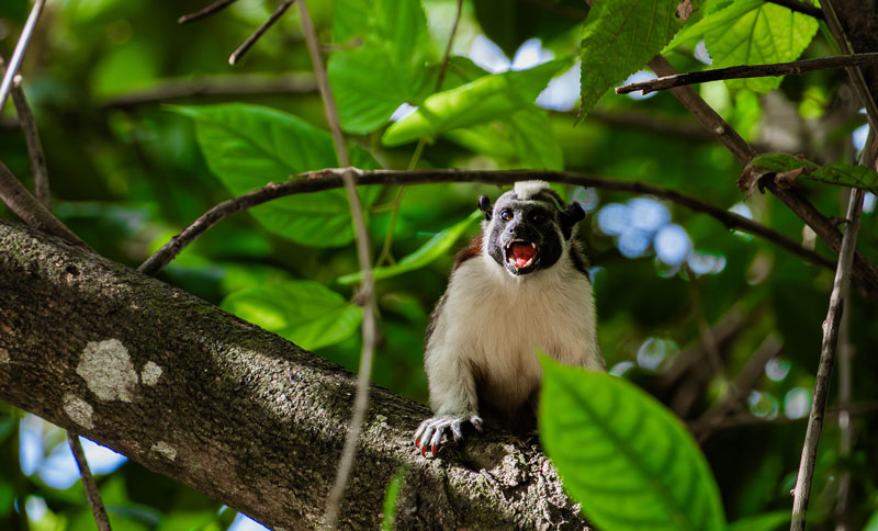 A Geoffroy's tamarin sits on a tree branch with its mouth open