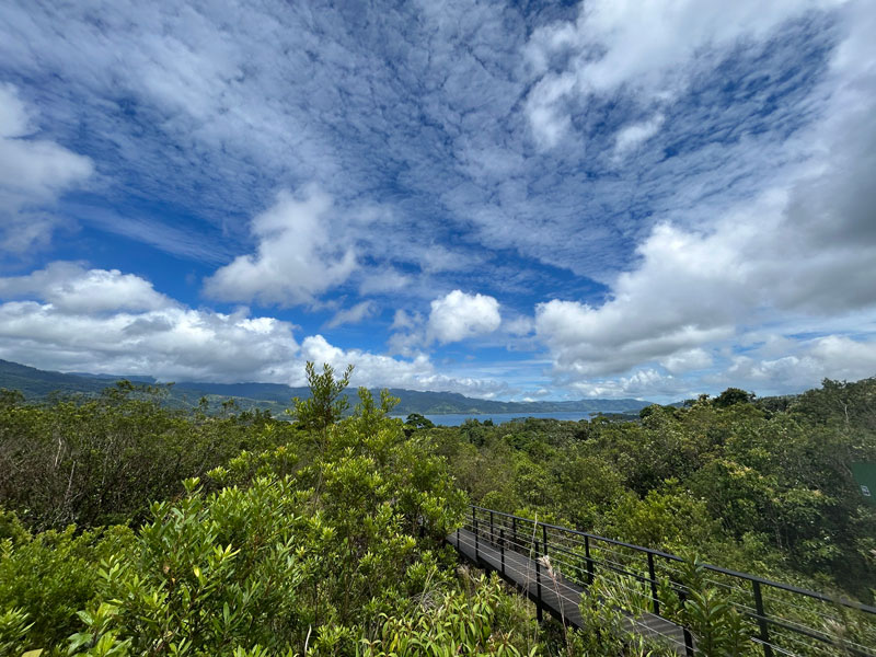An elevated walkway surrounded by low trees and shrubs with a lake in far background and blue sky with puffy clouds