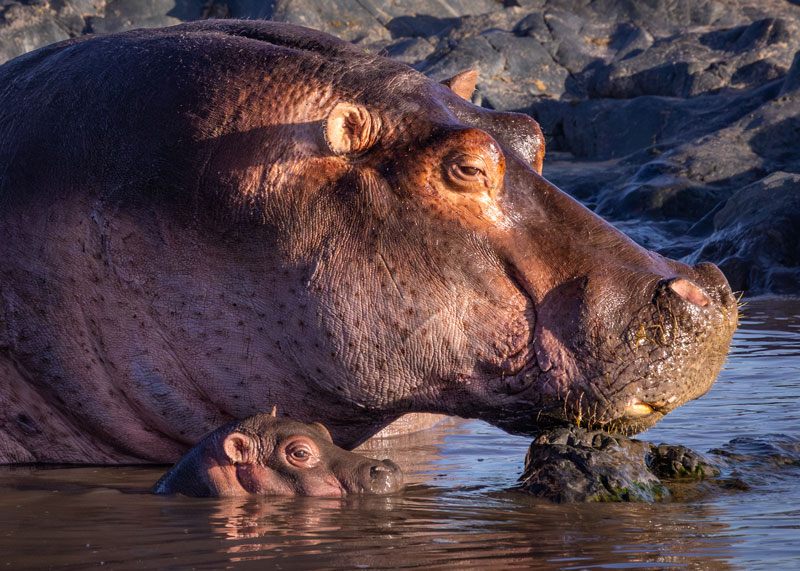 Side view of an adult hippo and calf partially submersed in water