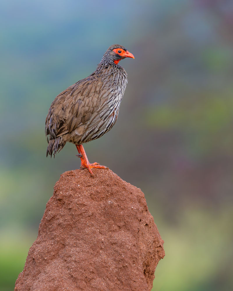 A Red-necked Spurfowl stands on top of a termite mound