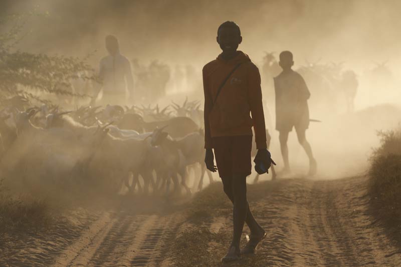 A person walks on a dusty dirt road with a herd of goats in the background