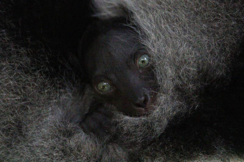 Closeup of a baby lemur face