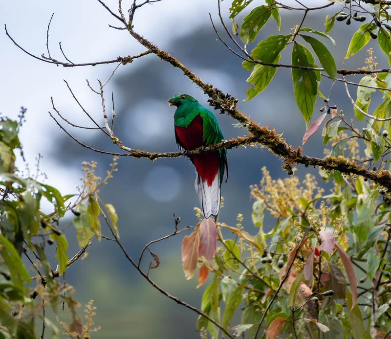 A Crested Quetzal perches on a tree branch