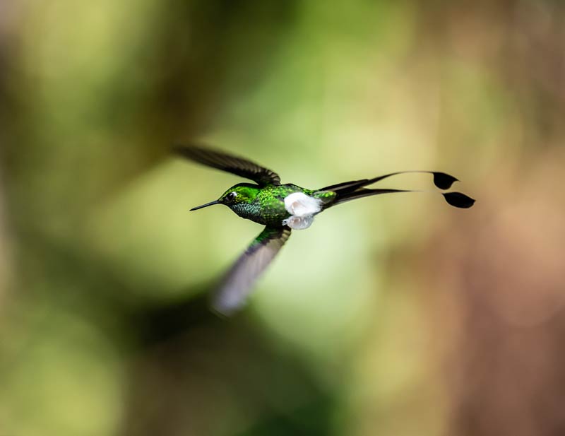 A White-booted Racket-tail hummingbird in flight