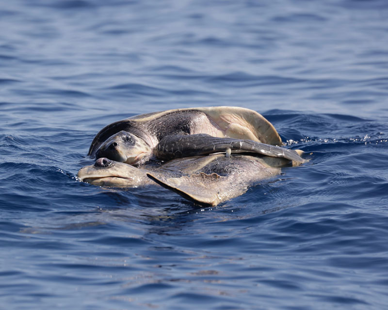 A sea turtle uses its fin to grasp onto another turtle in the water.