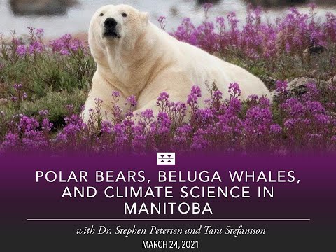 Preview image for the video "Polar Bears, Beluga Whales &amp; Climate Science in Manitoba with Dr. Stephen Petersen &amp; Tara Stefansson".
