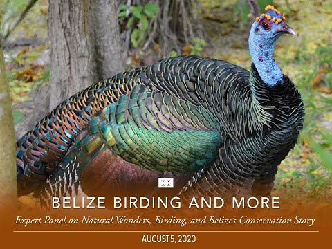 Preview image for the video "Belize Birding and More: Expert Panel on Natural Wonders, Birding, and Belize’s Conservation Story".