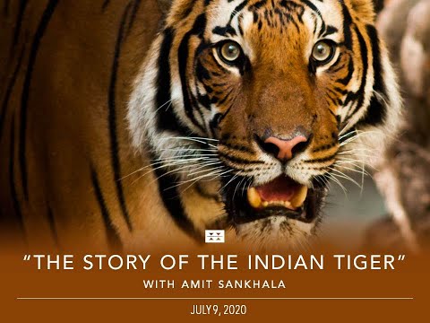 Preview image for the video "The Story of the Indian Tiger with Amit Sankhala".