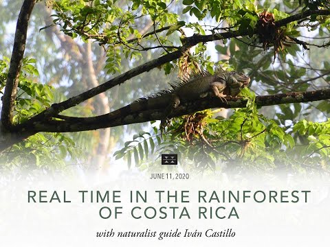 Preview image for the video "Real Time in the Rainforest of Costa Rica with Ivan Castillo".