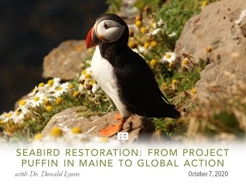 Preview image for the video "Seabird Restoration: From Project Puffin in Maine to Global Action".