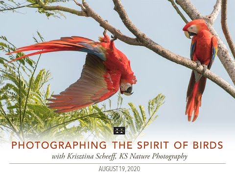 Preview image for the video "Photographing the Spirit of Birds with Krisztina Scheeff".
