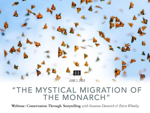 Preview image for the video ""The Mystical Migration of the Monarch" with Suzanne Damrich &amp; Fairn Whatley".