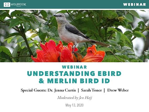 Preview image for the video "Understanding eBird &amp; Merlin Bird ID".
