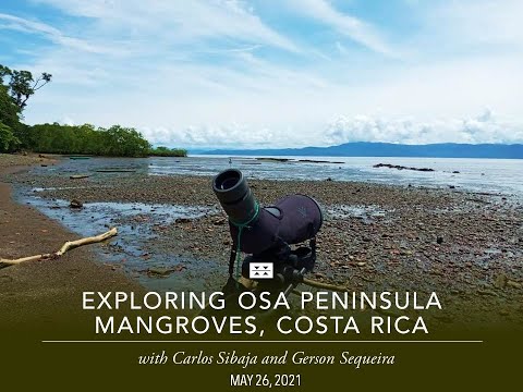 Preview image for the video "Virtual Field Trip: Exploring the Osa Peninsula Mangroves, Costa Rica".