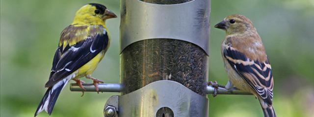 The 2018 Great Backyard Bird Count Holbrook Travel