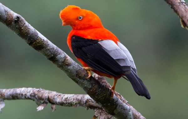 Andean Cock-of-the-Rock