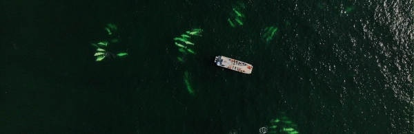 Beluga Whales