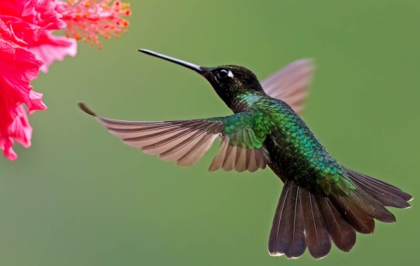 Hummingbird