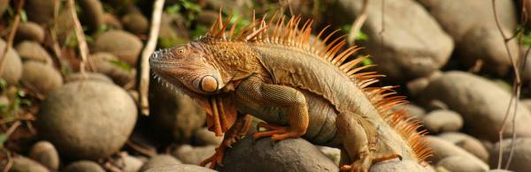 Iguana