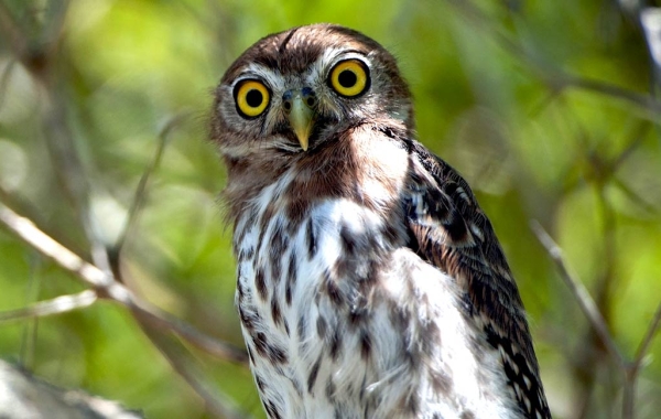 Cuban Pygmy-Owl