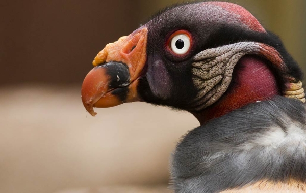 King Vulture
