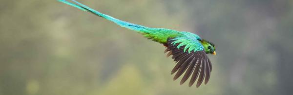 Resplendent Quetzal