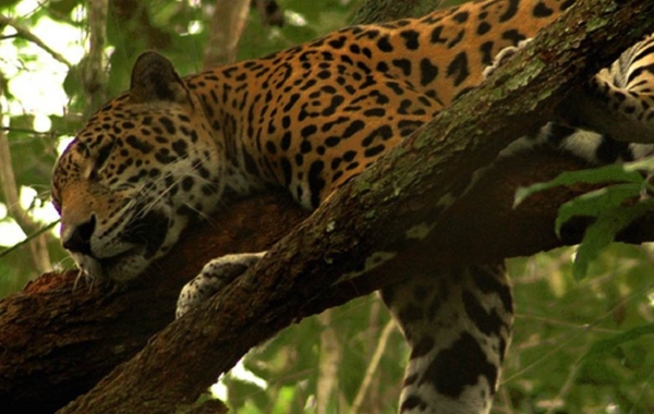 Jaguar at the Belize Zoo