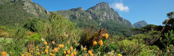 Kirstenbosch Botanical Gardens
