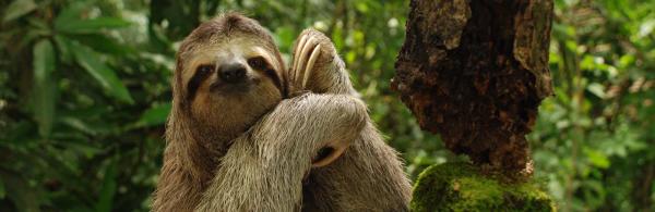 Three-toed sloth