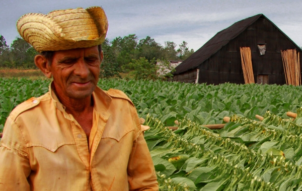 Tobacco farmer in Viñales, Cuba