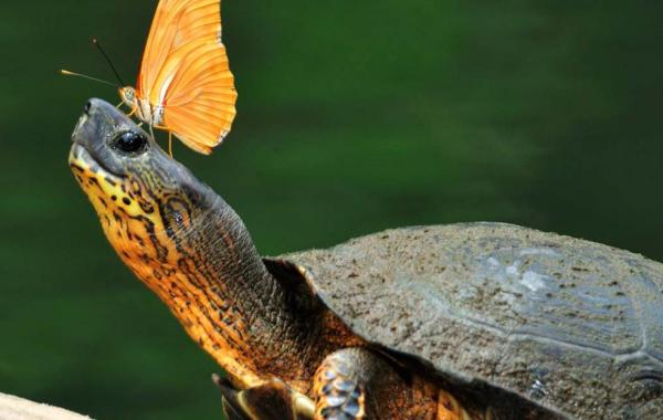 Black River Turtle