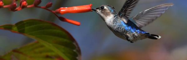 Bee Hummingbird (Mellisuga helenae) 