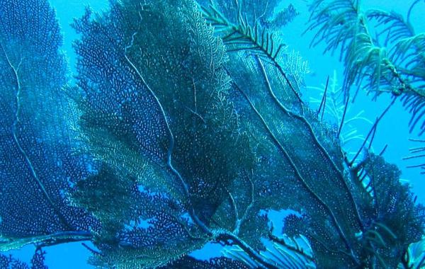 Belize Reef