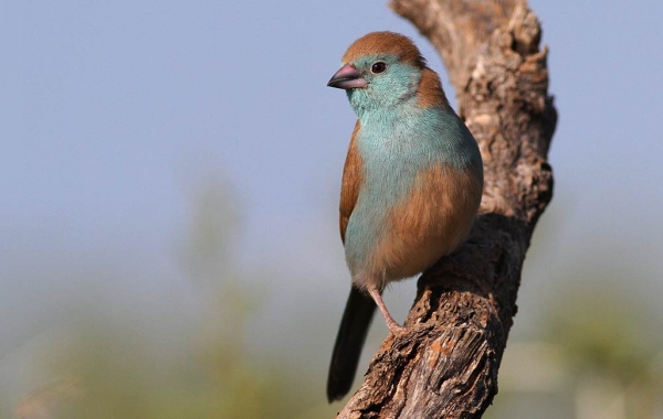 Southern Cordonbleu (Uraeginthus angolensis)