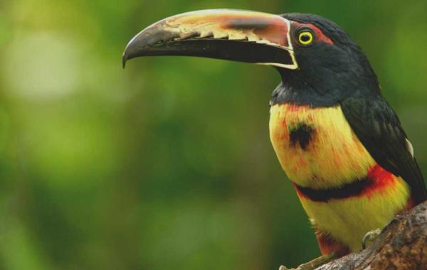 Collared Aracari (Pteroglossus torquatus)
