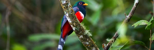 Collared Trogon