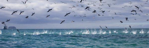 Diving Boobies